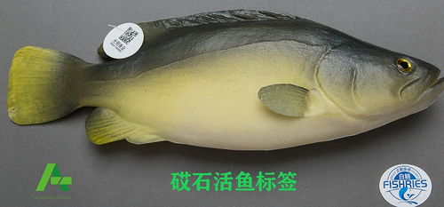 砹石科技活魚標(biāo)簽 科技賦能，讓老百姓輕松甄別高品質(zhì)新鮮水產(chǎn)品