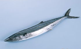 深海珍饈 優(yōu)質(zhì)帶魚的魅力與供應(yīng)之道